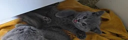 British Shorthair cats for sale: Two beautiful kittens  - Advert 11