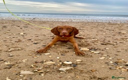 Hungarian Vizsla dogs for stud: Hungarian Vizsla Stud - Image 6