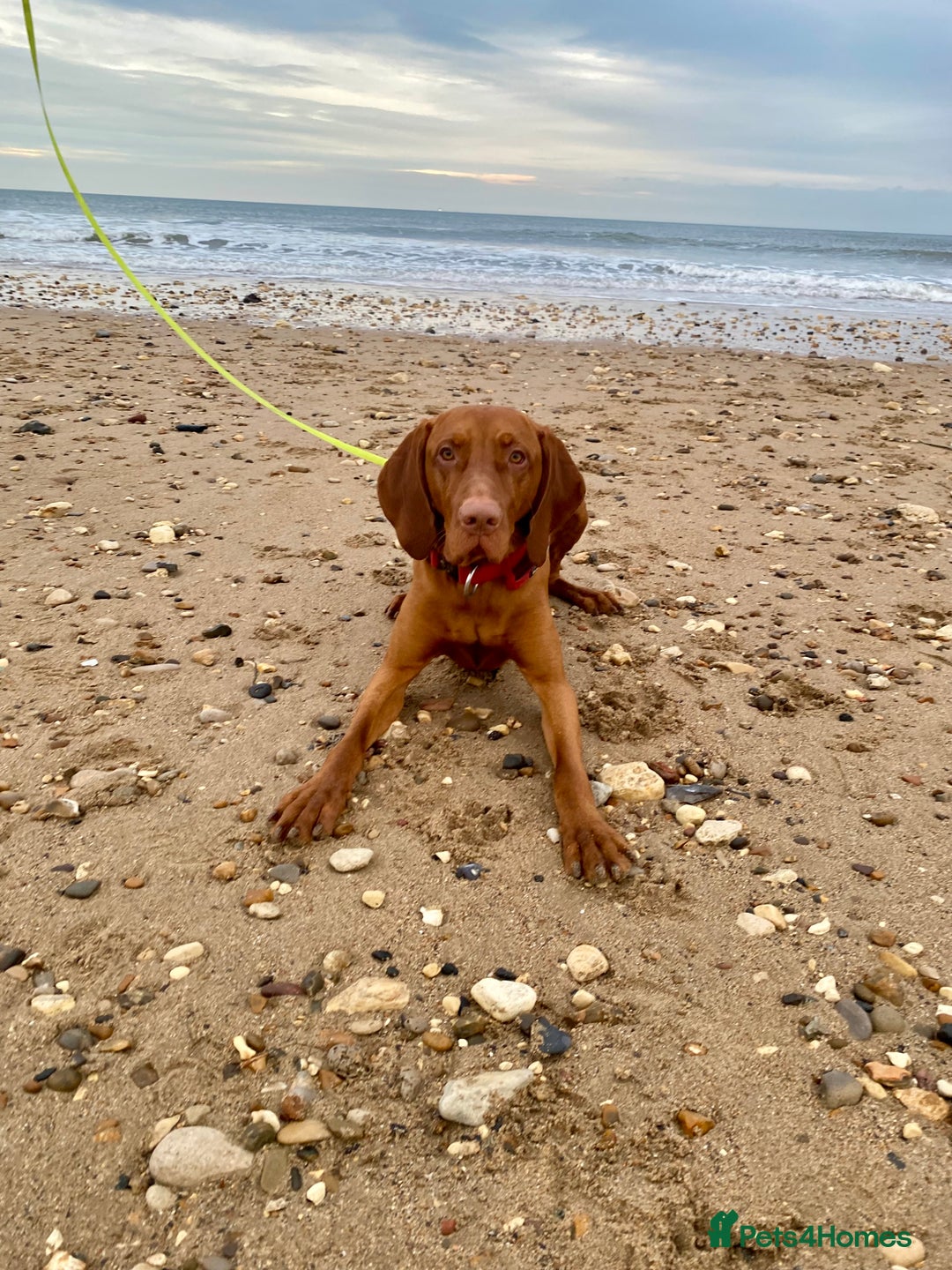 Hungarian Vizsla dogs for stud: Hungarian Vizsla Stud - Image 6