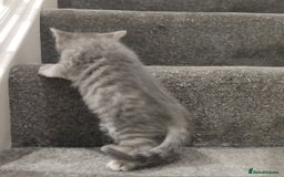 British Shorthair cats for sale: BSH cross kittens - Advert 3