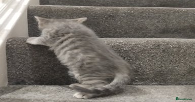 British Shorthair cats BSH cross kittens - Advert 4