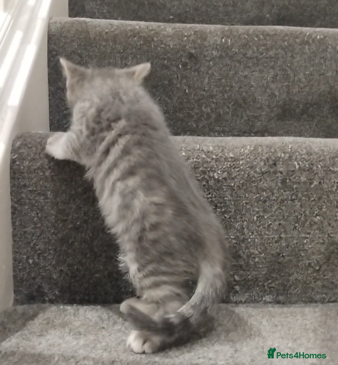 British Shorthair cats for sale: BSH cross kittens - Advert 3