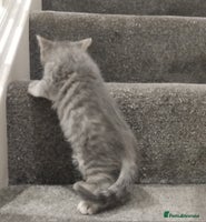 British Shorthair cats BSH cross kittens - Advert 1