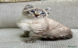 Savannah cats for sale: Awesome snow leopard Keetso male  - Image 15