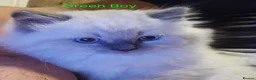 Ragdoll cats for sale: Lovely Litter of 3 Kittens Looking for Loving Home - Advert 6