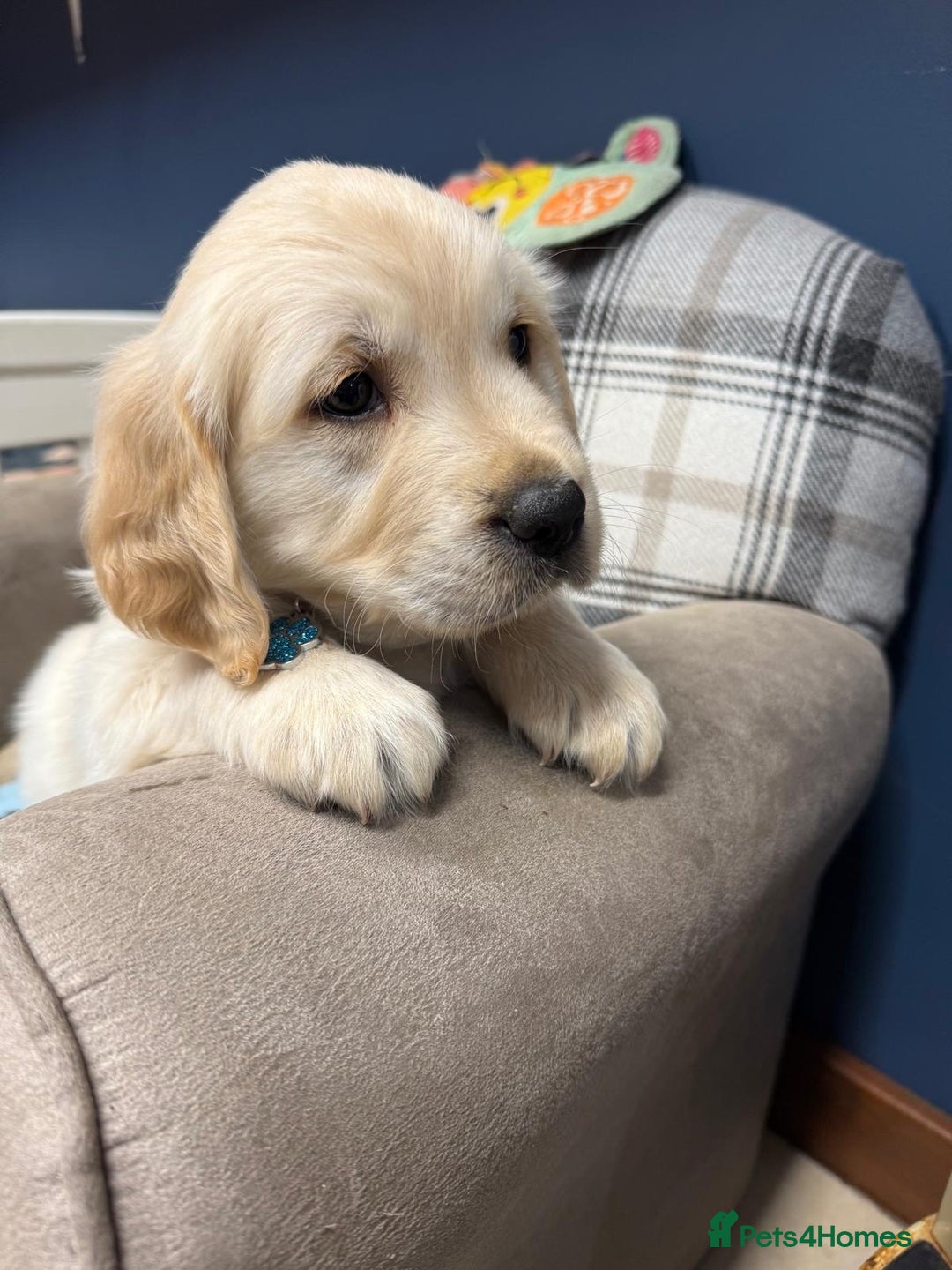 Golden Retriever dogs for sale: 🐶 Gorgeous Chunky Golden Retriever Puppies 🐶 - Advert 20