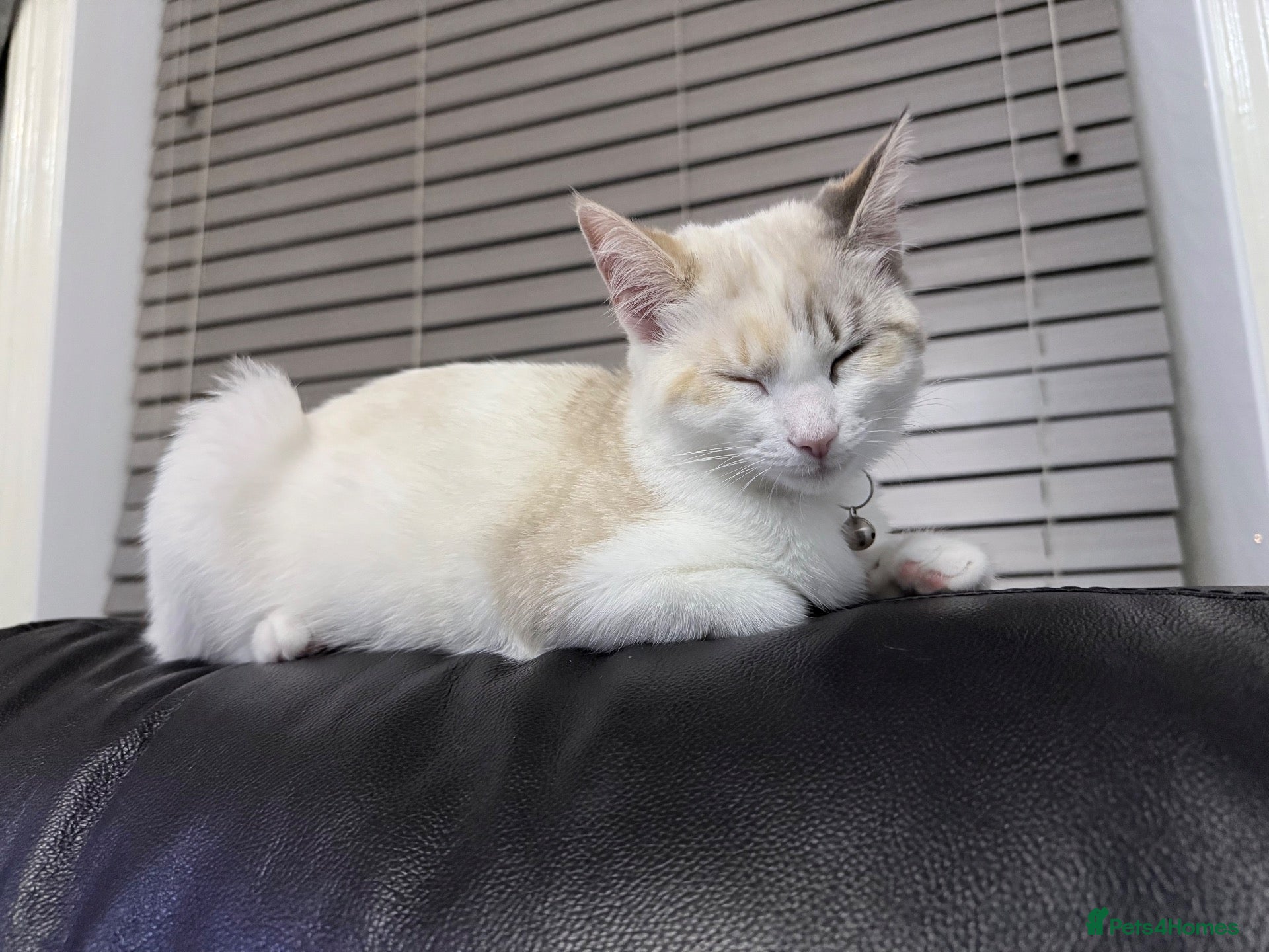 Ragdoll cats Ragdoll needs new loving home  - Advert 1