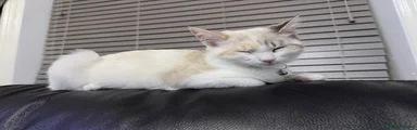 Ragdoll 1