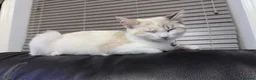 Ragdoll cats for sale: Ragdoll needs new loving home  - Advert 1