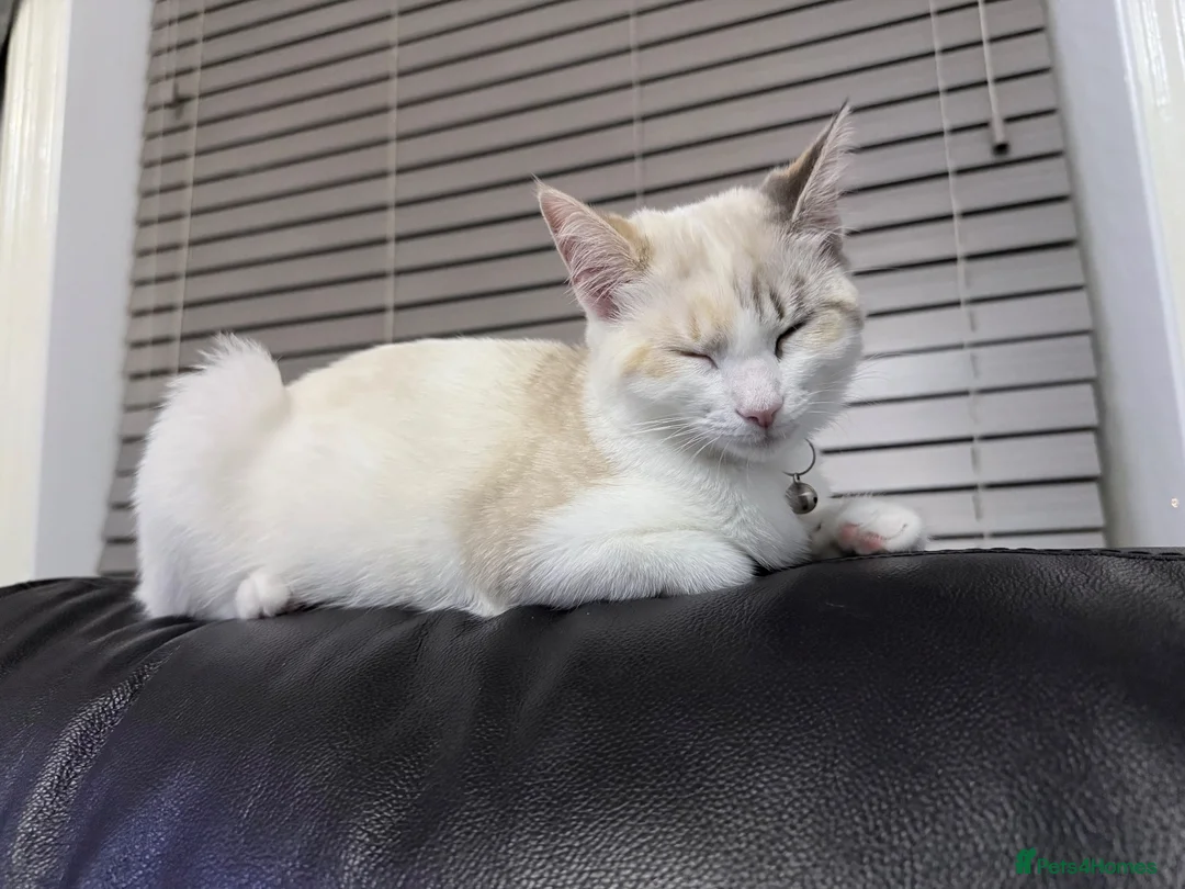 Ragdoll cats for sale: Ragdoll needs new loving home  - Advert 1