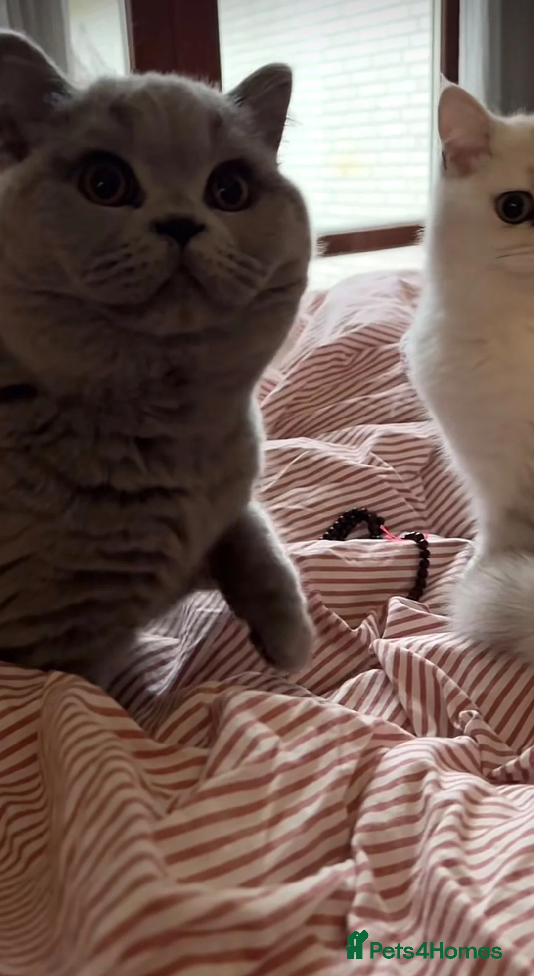 British Shorthair cats for sale: Blue Golden Shaded British Shorthair Kitten - Advert 13
