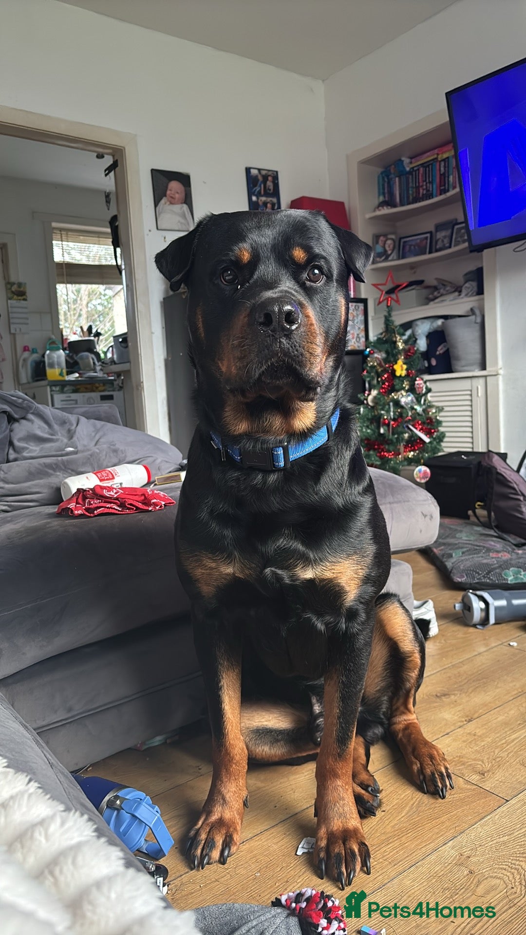Rottweiler dogs for stud: Rottie male for stud in Ayr - Advert 1