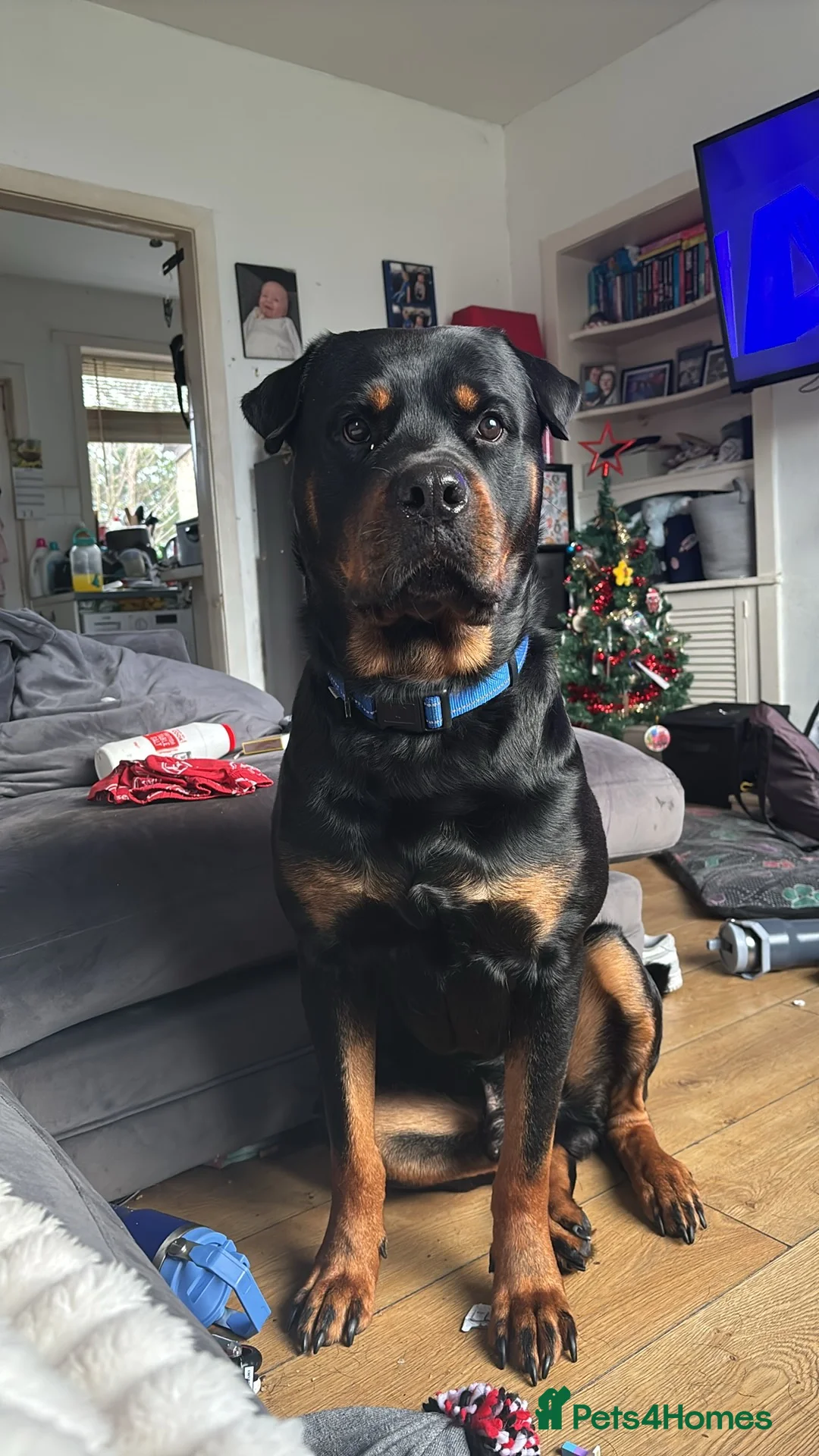 Rottweiler dogs for stud: Rottie male for stud in Ayr - Advert 1