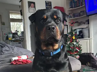 Rottweiler dogs Rottie male for stud in Ayr - Advert 4