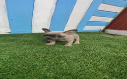 French Bulldog dogs for sale: French bulldog puppies  - Image 8