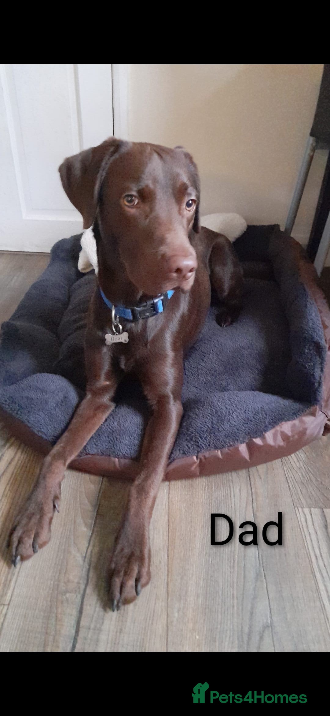 Labrador Retriever dogs for sale: Labrador Puppies!!! - Advert 3