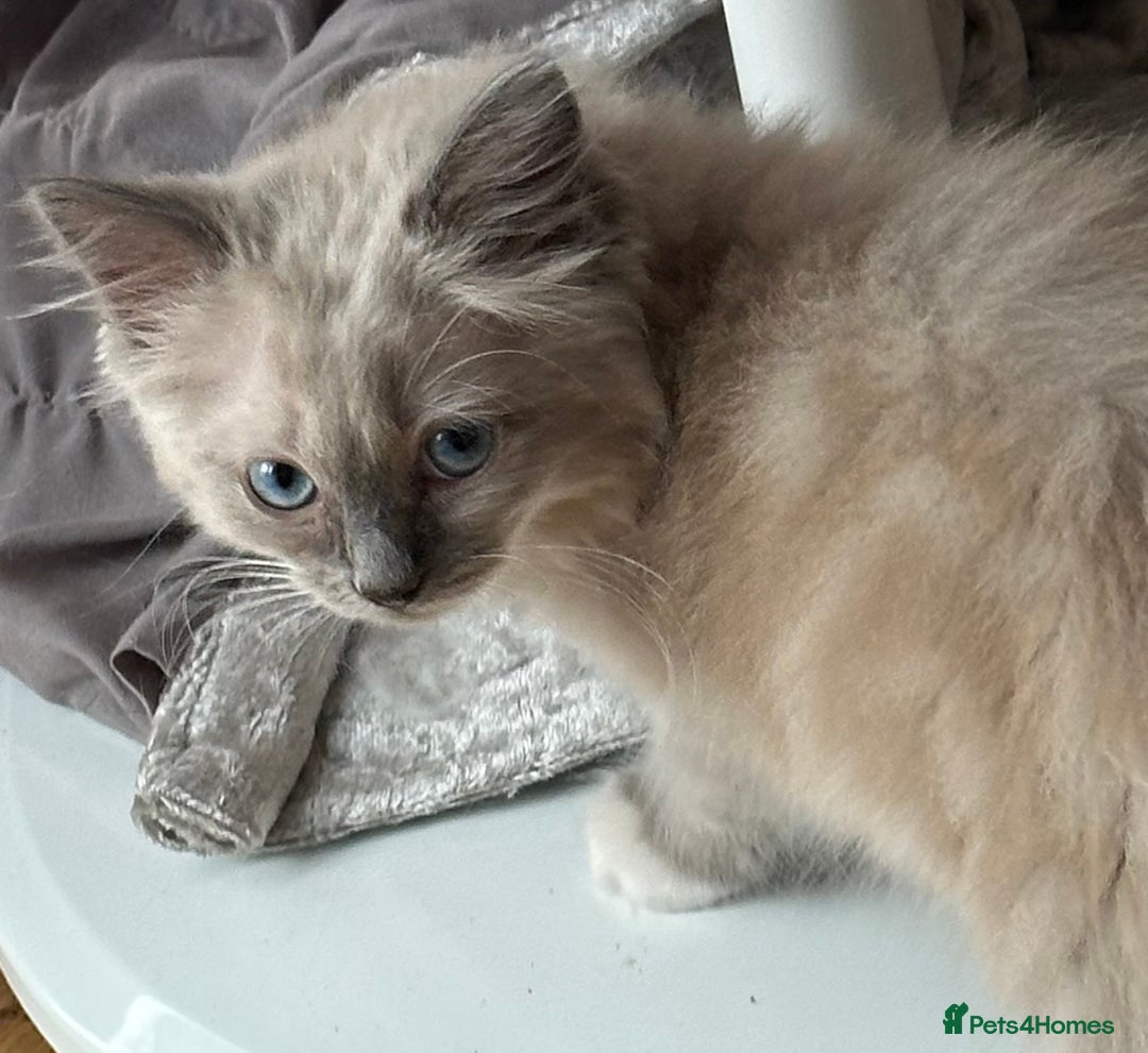 Ragdoll cats for sale: Cute Chocolate Ragdolls Ready Now - Image 4