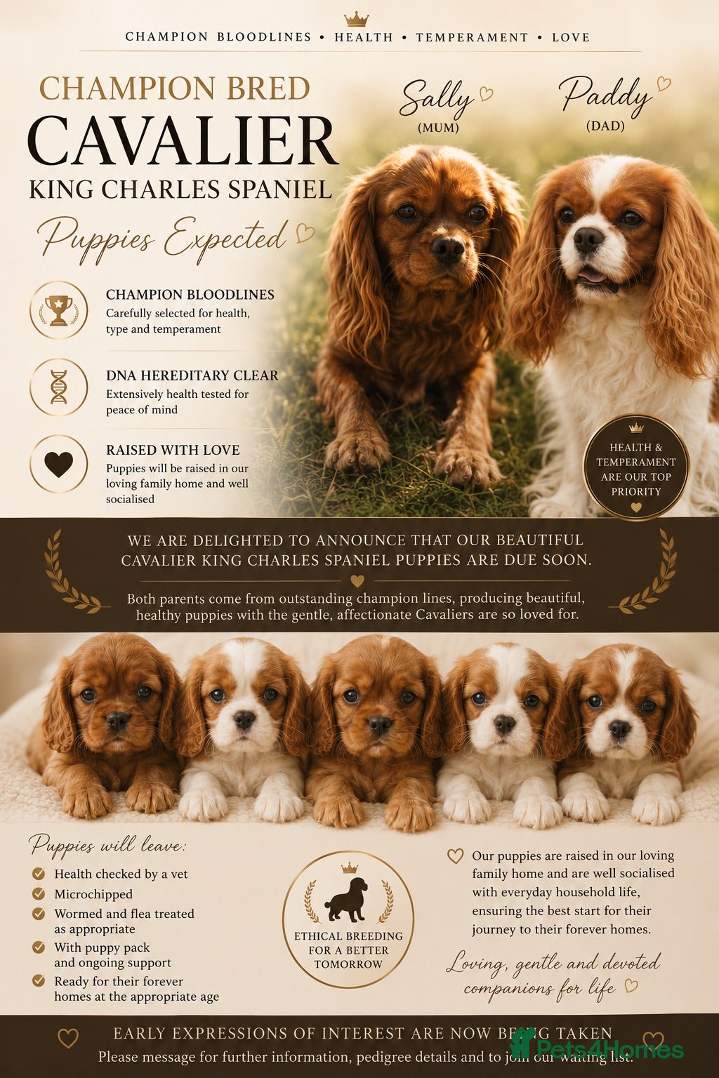 Cavalier King Charles Spaniel dogs Stunning hereditary clear KC Cavalier King Charles - Advert 4
