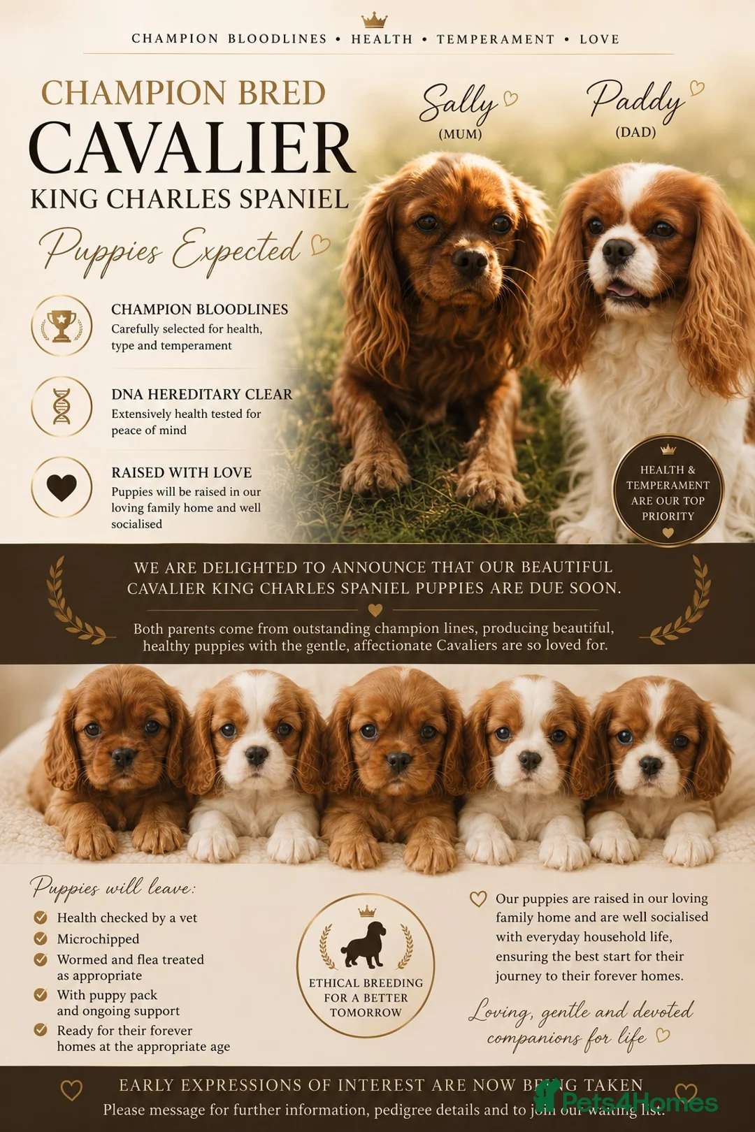 Cavalier King Charles Spaniel dogs for sale: Stunning hereditary clear KC Cavalier King Charles - Advert 1