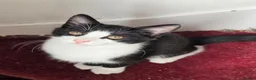 Mixed Breed cats for sale: These are exceptional kittens. - Advert 4