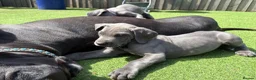 Great Dane dogs for sale: Ready to go! Pedigree blue & black Great Dane Pups - Advert 7