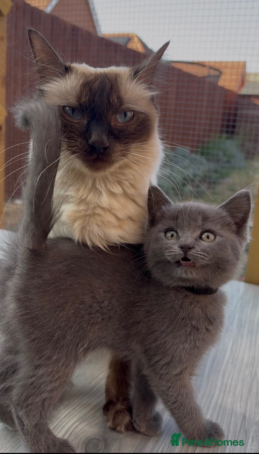 Mixed Breed cats Ragdoll x BSH/Scottish Fold Kitten - Advert 4