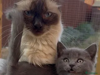 Mixed Breed cats Ragdoll x BSH/Scottish Fold Kitten - Advert 4