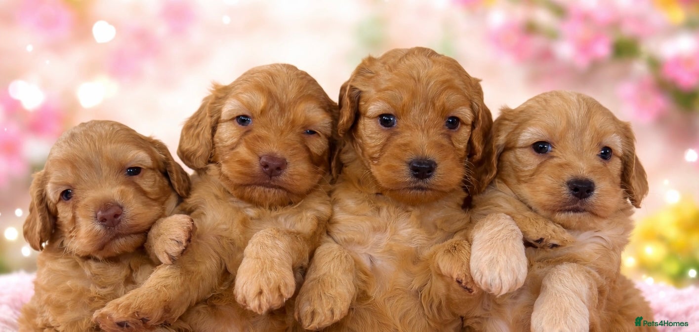 Cockapoo dogs ✨Stunning F1 Cockapoo Puppies✨ Doncaster 📍 - Advert 9