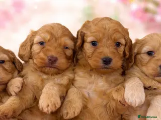 Cockapoo dogs ✨Stunning F1 Cockapoo Puppies✨ Doncaster 📍 - Advert 9