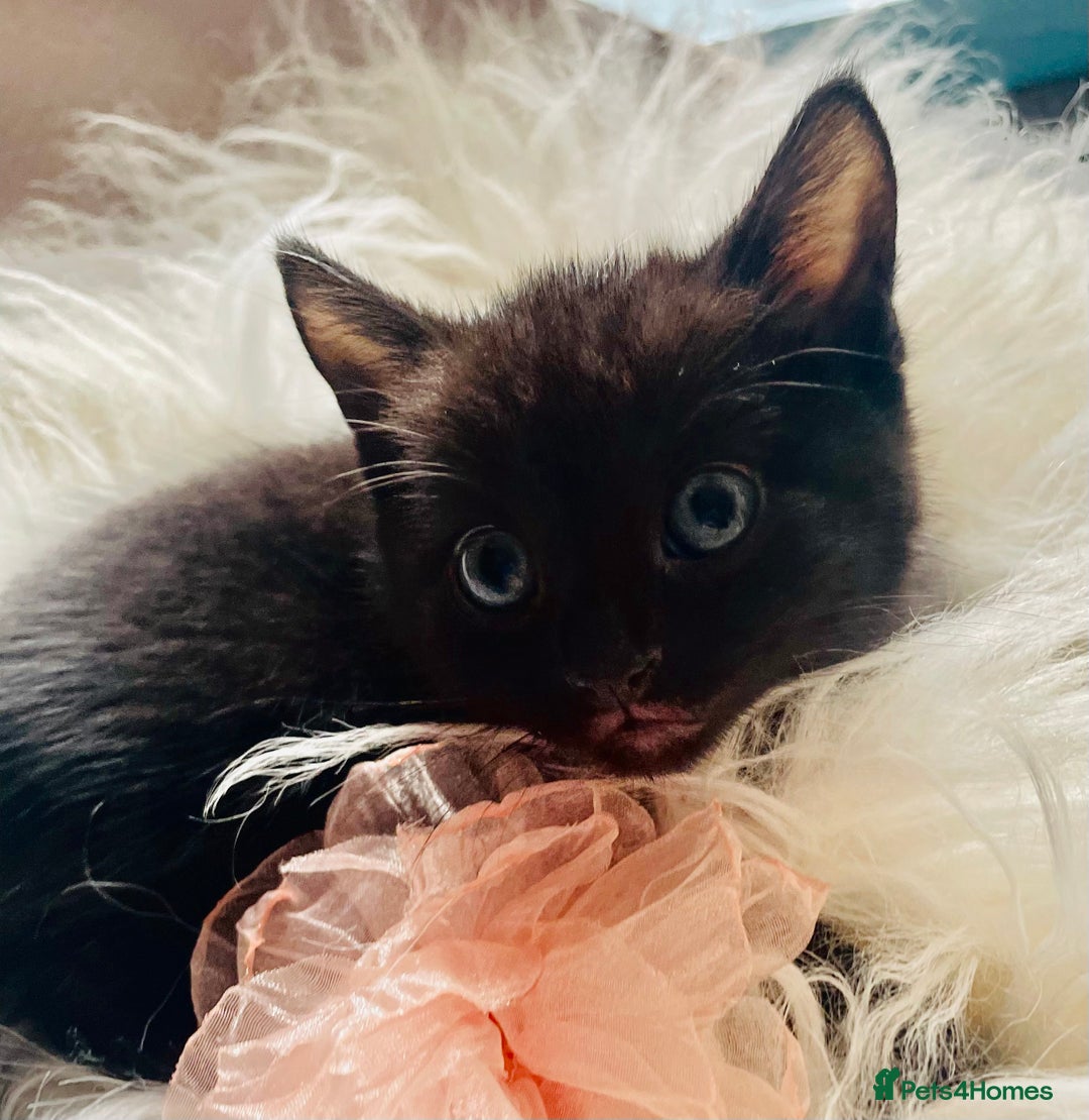 Mixed Breed cats for sale: All Black tiger stripes kittens 3 girls 🩷 - Image 1