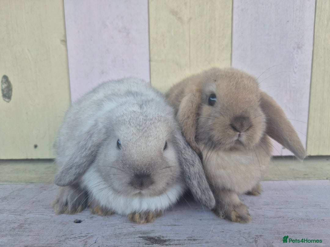 Mini Lop rabbits for sale: 💙 Beautiful and friendly mini lop boys 💙 - Advert 9