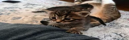 Domestic Shorthair cats for sale: 3 Beautiful Tabby Kittens - 1 Male & 2 Females in Southend-on-Sea - Advert 6