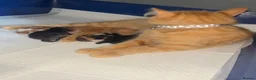 Mixed Breed cats for sale: Long haired ginger females kittens - Advert 6