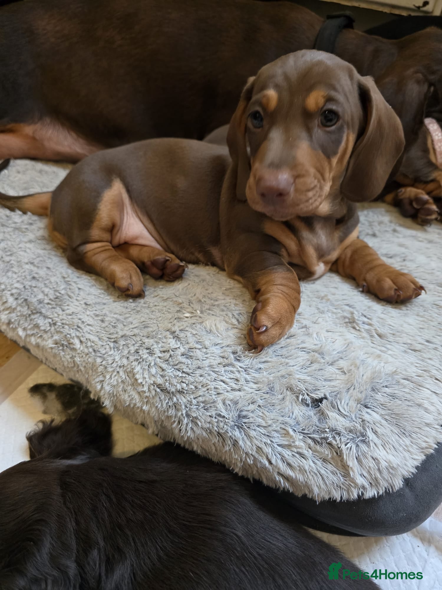 Dachshund dogs Beautiful Standard Dachshund  - Advert 2