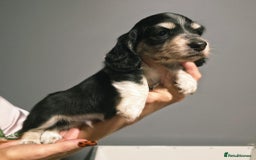 Miniature Dachshund dogs for sale: Longhaired Minature Dachshunds  - Image 7