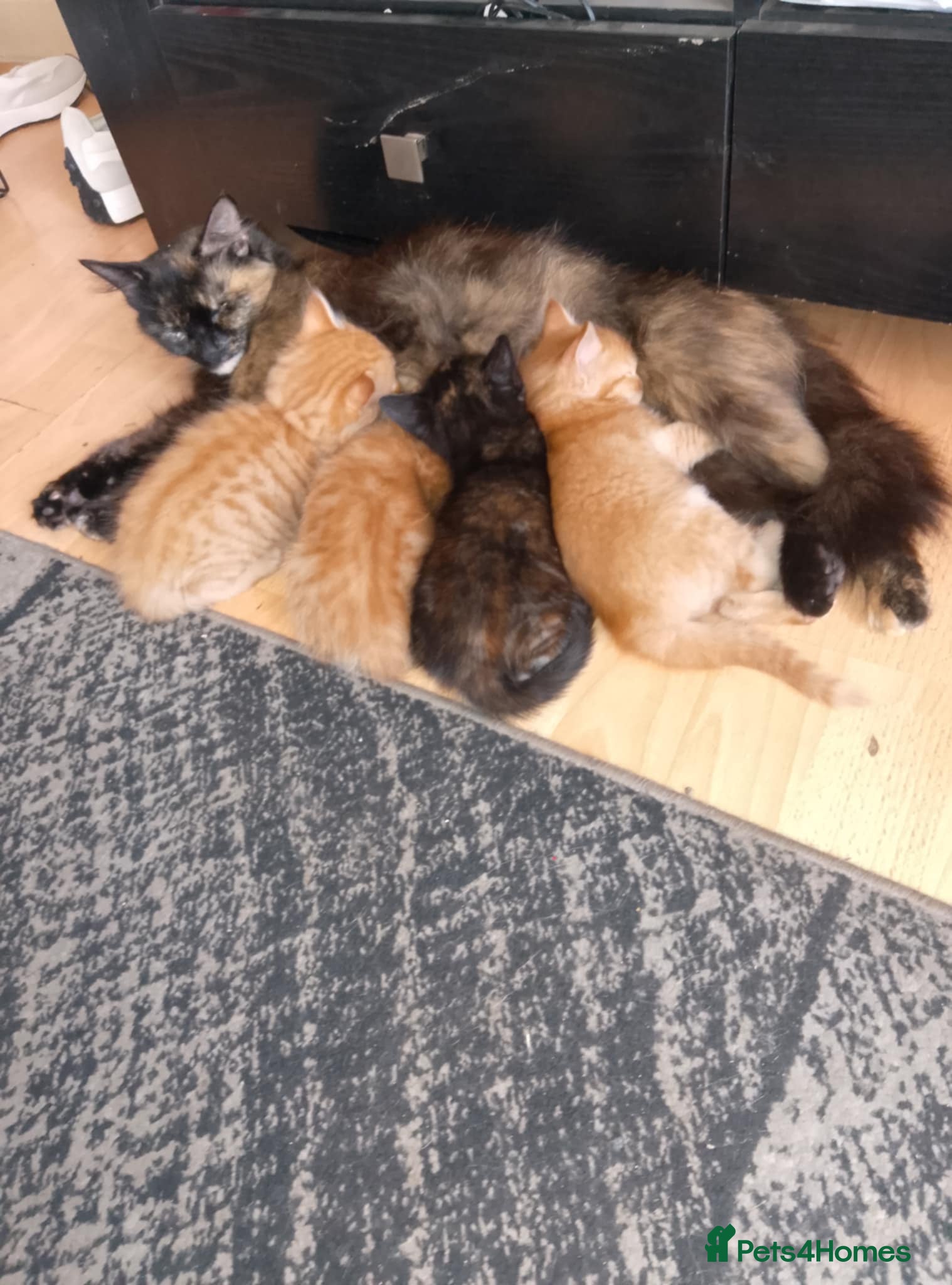 Mixed Breed cats 3 beautiful ginger boys 1 torture shell girl - Advert 4
