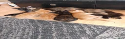 Mixed Breed cats for sale: 3 beautiful ginger boys 1 torture shell girl in Doncaster - Advert 1