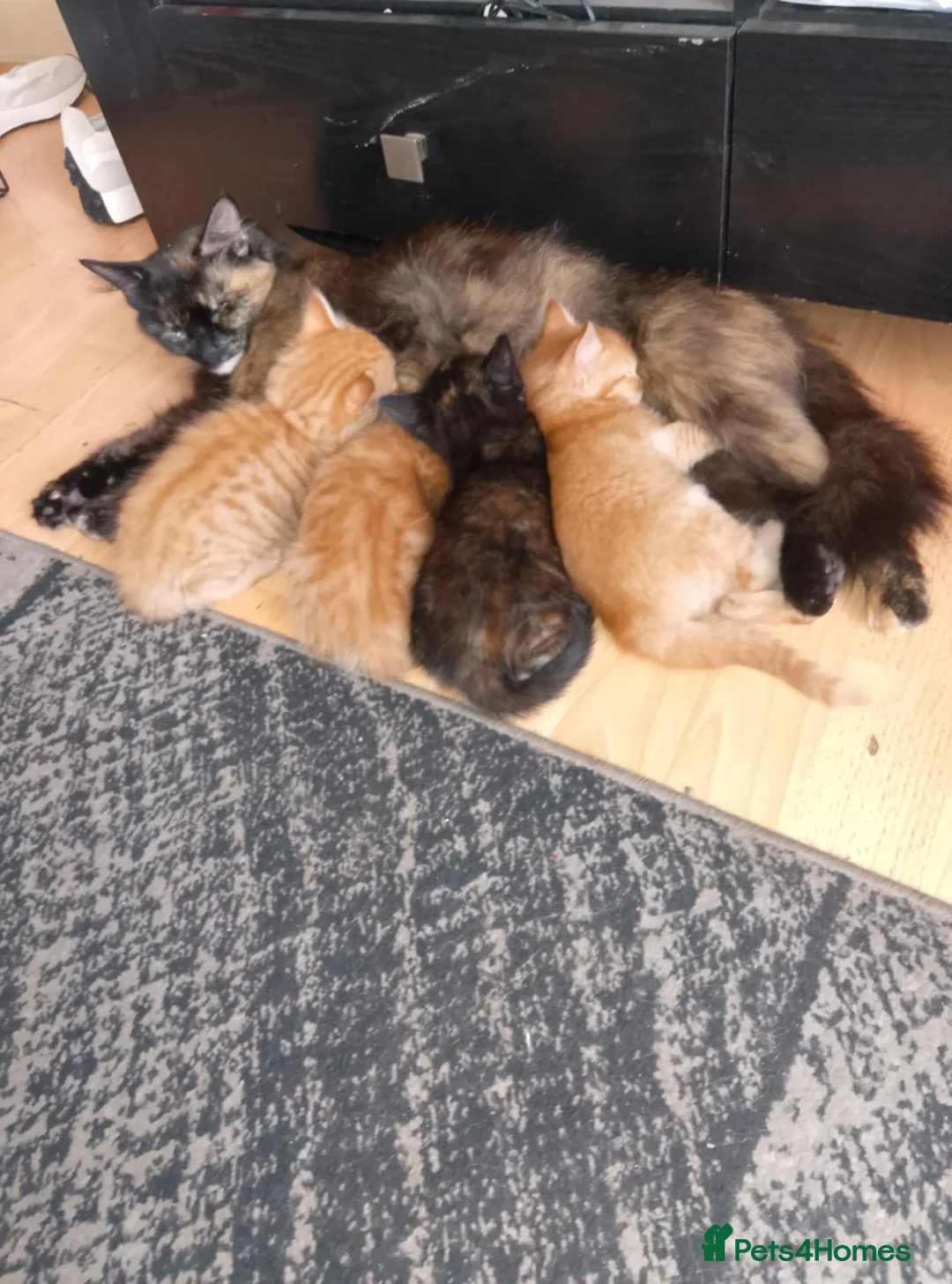 Mixed Breed cats for sale: 3 beautiful ginger boys 1 torture shell girl in Doncaster - Advert 1