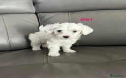 Mixed Breed dogs for sale: Mixed puppies for sale - Image 6