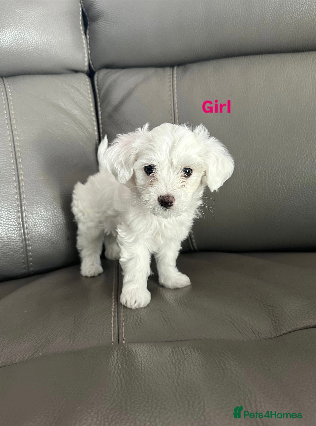 Mixed Breed dogs for sale: Mixed puppies for sale - Image 6