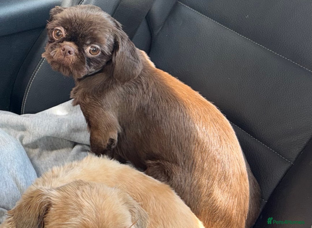 Shih Tzu dogs for sale: Beautiful chocolate bitch  - Image 2