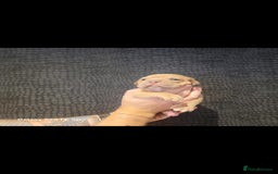 Olde English Bulldogge dogs for sale: Old English Bulldog Puppies - Image 30