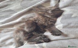 Mixed Breed cats for sale: Maine coon X - Image 3