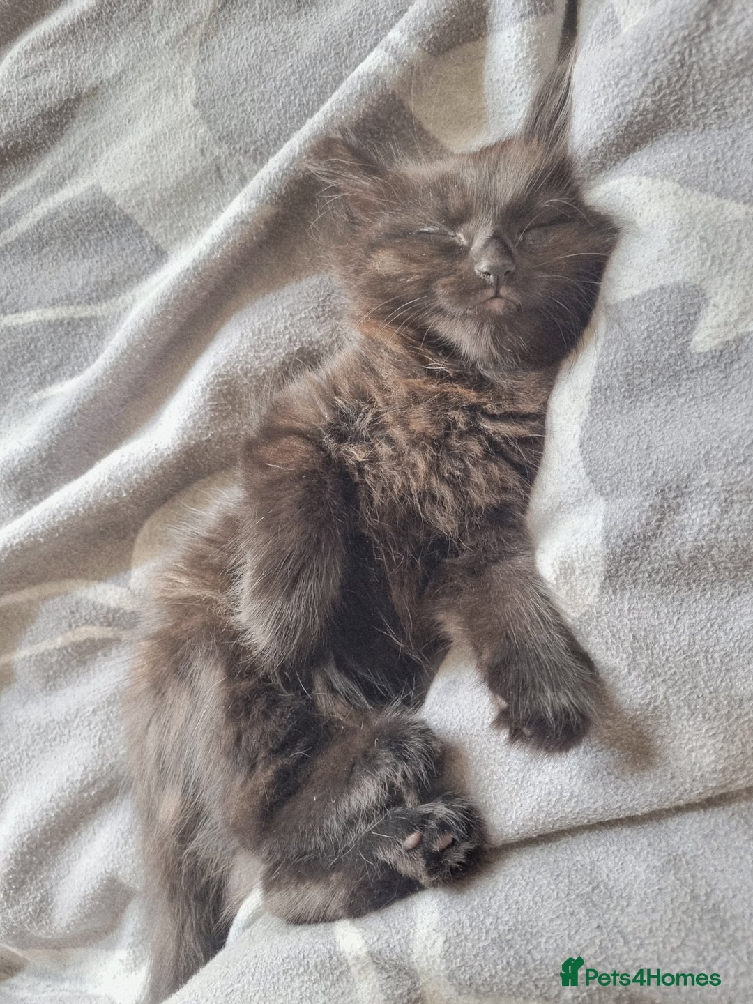 Mixed Breed cats for sale: Maine coon X - Image 3