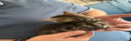 Mixed Breed cats for sale: Kittens for sale in Alfreton - Advert 5