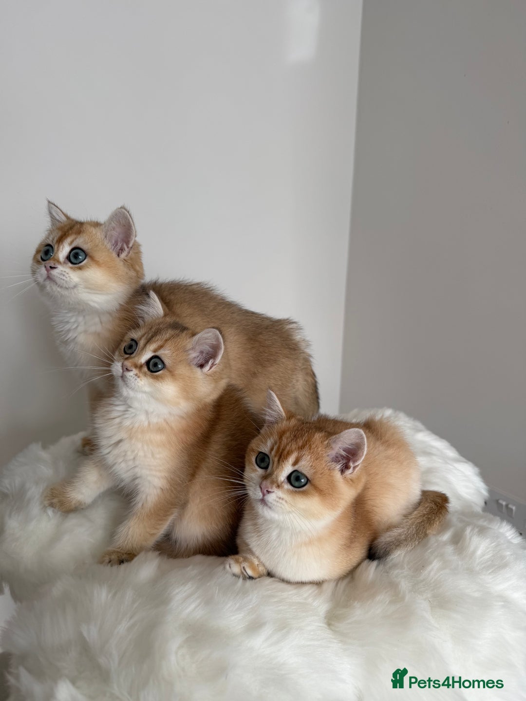British Shorthair cats for sale: British Shorthair Golden Lilac kittens  - Image 28