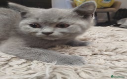 British Shorthair cats for sale: 4x British Shorthair vaccinated, microchipped. - Image 3