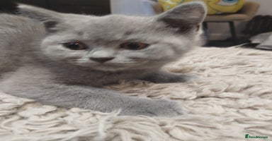 British Shorthair cats - Advert 15