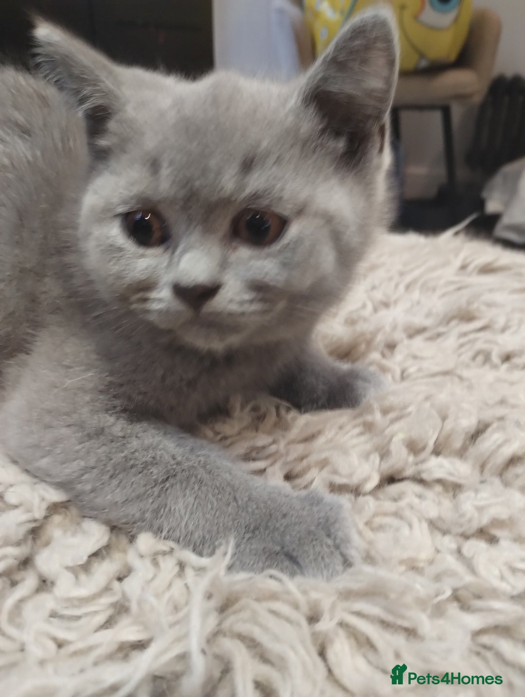 British Shorthair cats for sale: 4x British Shorthair vaccinated, microchipped. - Image 3