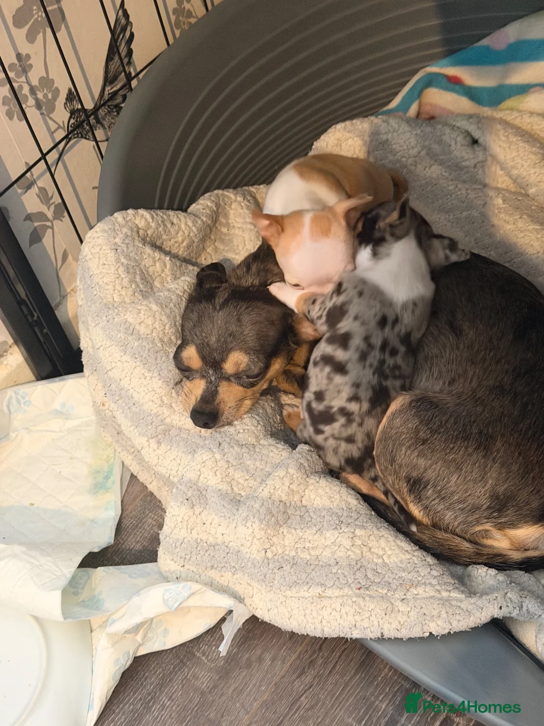 Chihuahua dogs for sale: Two gorgeous male chihuahuas puppies  - Advert 1